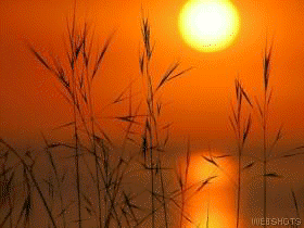 Description: reeds